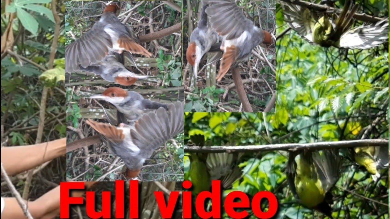 Mikat burung kolibri berbagai jenis 