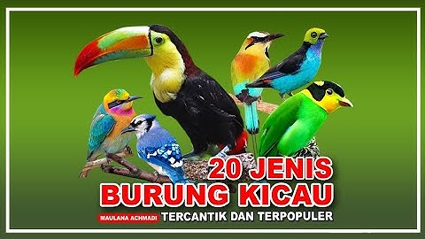 20 JENIS BURUNG KICAU TERBAIK TERPOPULER DI INDONESIA