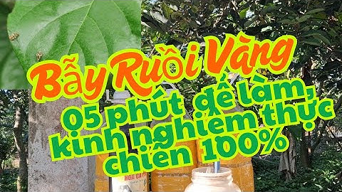 Bẫy Ruồi Vàng tự làm tại nhà - 05 phút chuẩn bị, cả vườn sạch bóng Ruồi Vàng!
