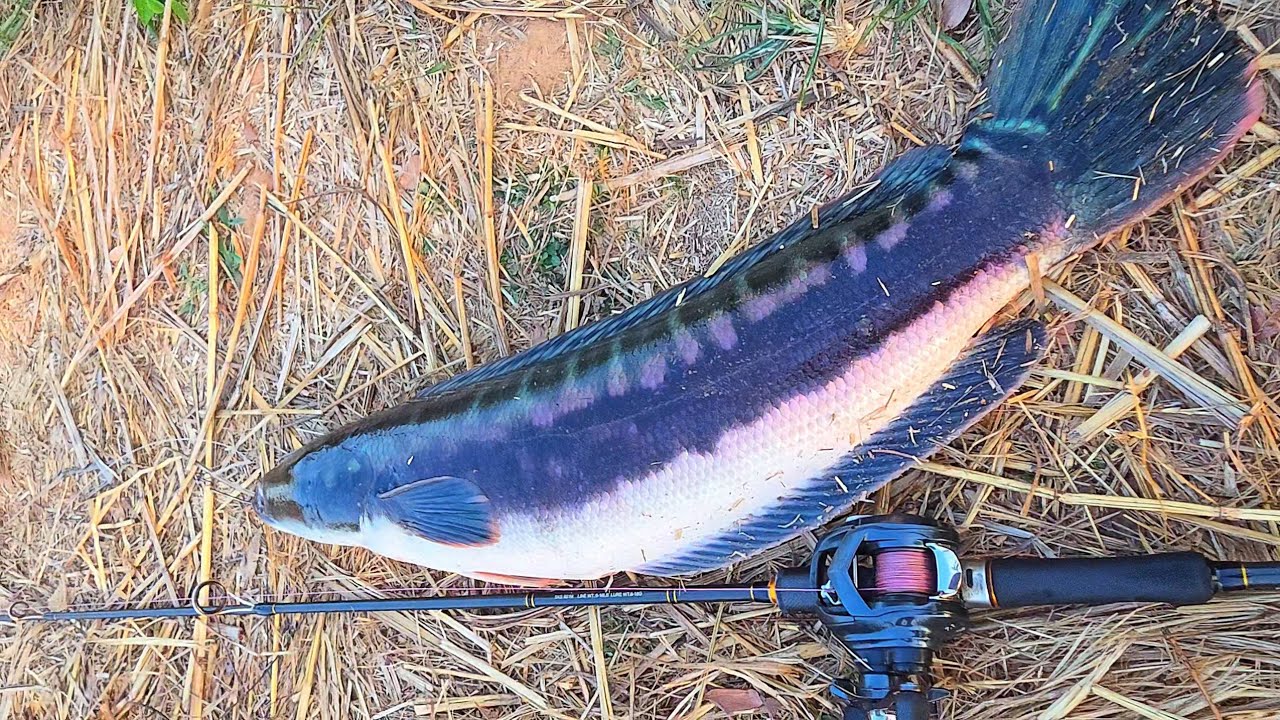 ชะโดคลอง.. กว่าจะกัด