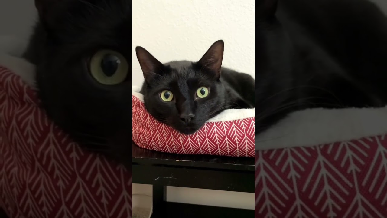 Omens go to snack😈 