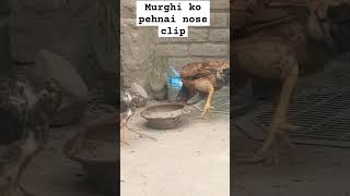 Murghi ko pehnai nose clip #aseellovers #aseelchicks #viral #yoytubeshorts #chickscare