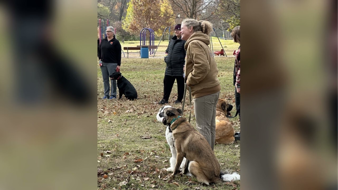 Dog Training Elite in Springfield, MO: Obedience & Service Dog Courses Near You