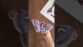 Dark Moon Emperor Moth From Africa Paper Craft #moth #papercraft