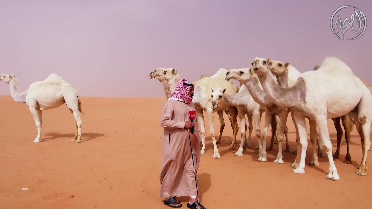 y2mate com   طبع الإبل   مالك الإبل عبيد بن سعود بن خيوط   #مهرجان الملك عبدالعزيز للإبل3 w1ZTySKmlQ