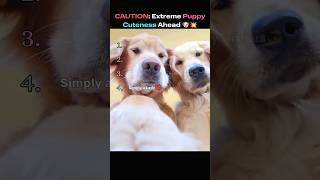 Caution Extreme Puppy Cuteness Ahead