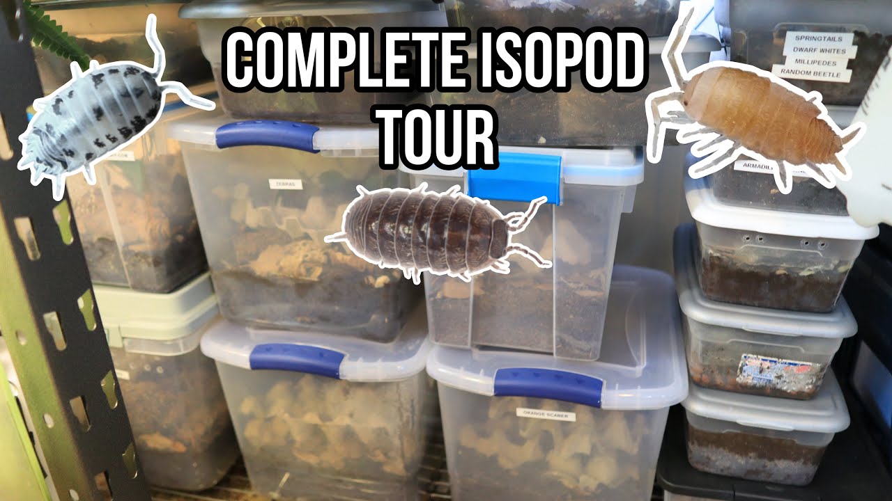 Complete ISOPOD TOUR September 2022!! (Rare Isopods) YouTube