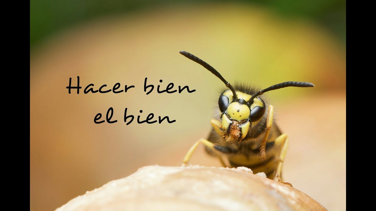 ¿POR QUÉ HACES EL BIEN? Domingo XXV semana del Tiempo Ordinario, ciclo A (Mt 20,1-16) meditacion para principiantes