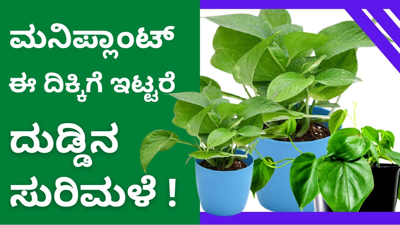 ಮನಿ ಪ್ಲಾಂಟ್ ನ್ನು ಯಾವ ದಿಕ್ಕಿಗೆ ಇಟ್ಟರೆ ಶುಭ? How to keep Money Plant at home