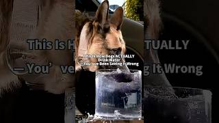 So trinken Hunde TATSÄCHLICH Wasser – Du hast es bisher falsch gesehen 🐶💧