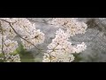 「花は咲く」渡邉紘STRINGS feat.ハセガワダイスケ