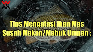 Mengatasi Ikan Mas Susah Makan/Mabuk Umpan - TipsBOSSWM