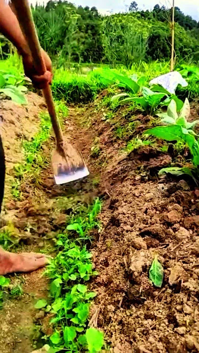 Ide Cerdas Sederhana Cara Mencangkul Di Sawah Menggunakan Cangkul Super Tajam Dengan Benar #shorts