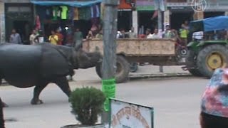 Носорог ворвался в город и убил женщину (новости)