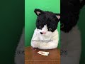 むぎ(猫)「沖縄こんちくわシリーズvol.33それいけ!アンパンマンアイスバー」