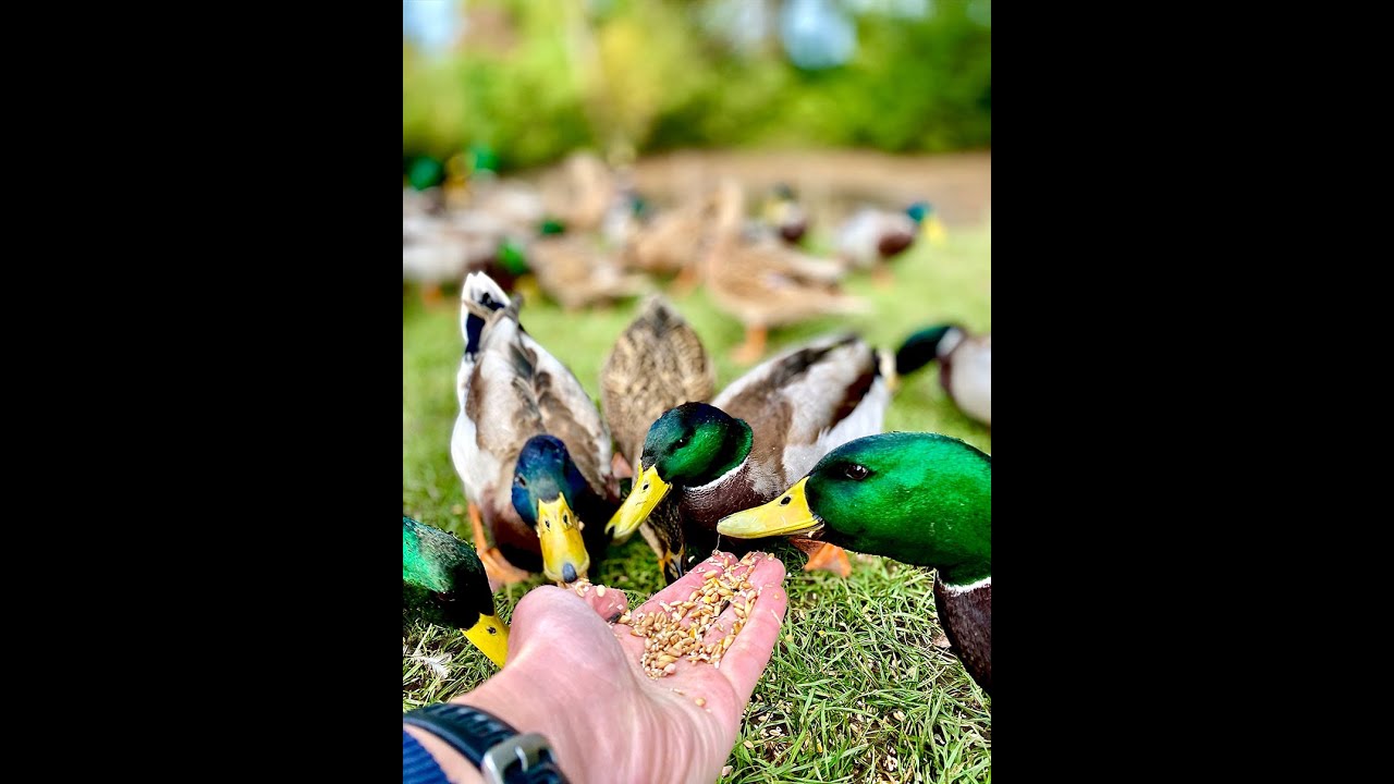 Hungry Ducks at Hambledon Drive Duck Pond 
