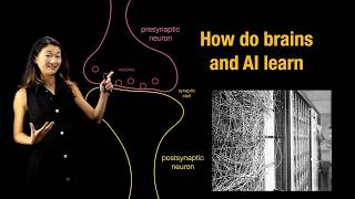 History of Neuroscience and AI: How do brains and AI learn