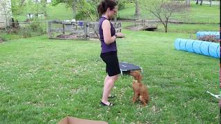 12 week Vizsla  Emmie's Trick Dog Video