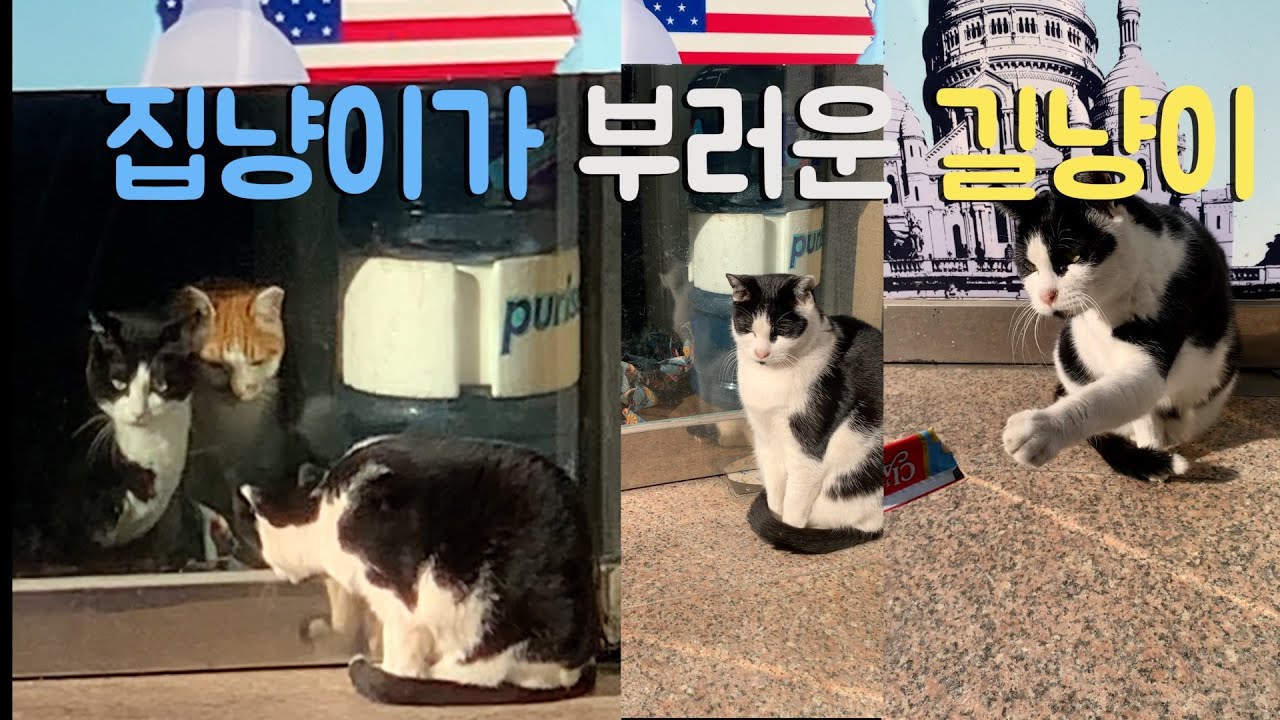 집냥이가 부러운 길냥이