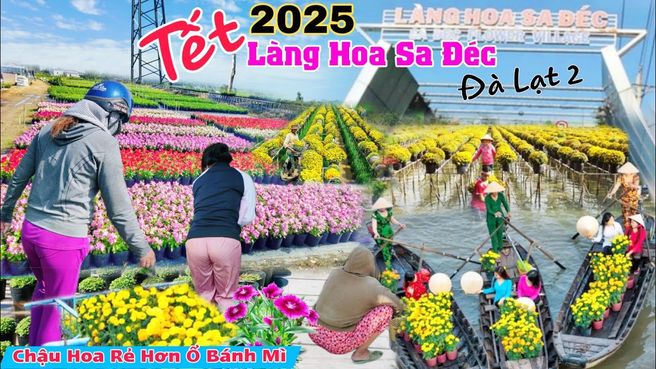 Làng Hoa Sa Đéc 2025 hỏi giá hoa Tết Ất Tỵ bất ngờ chậu hoa 10k rẻ hơn ổ bánh mì