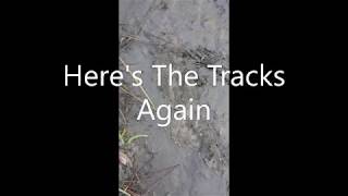 Found Even More Tracks And Hair Of Bigfoot/ Florida Skunk Ape
