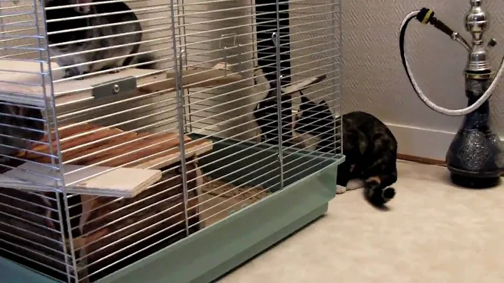 Video 11848641: cat chinchilla