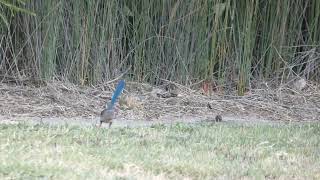 Splendid Fairy-wren Female (Malurus splendens) Crazy Wagging - SO CRAZY