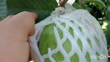 Để ổi ruby ra nhiều bông,đậu nhiều trái bạn nên xem hết video này.