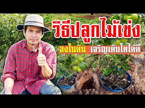 วิธีปลูกไม้เข่งลงในดิน