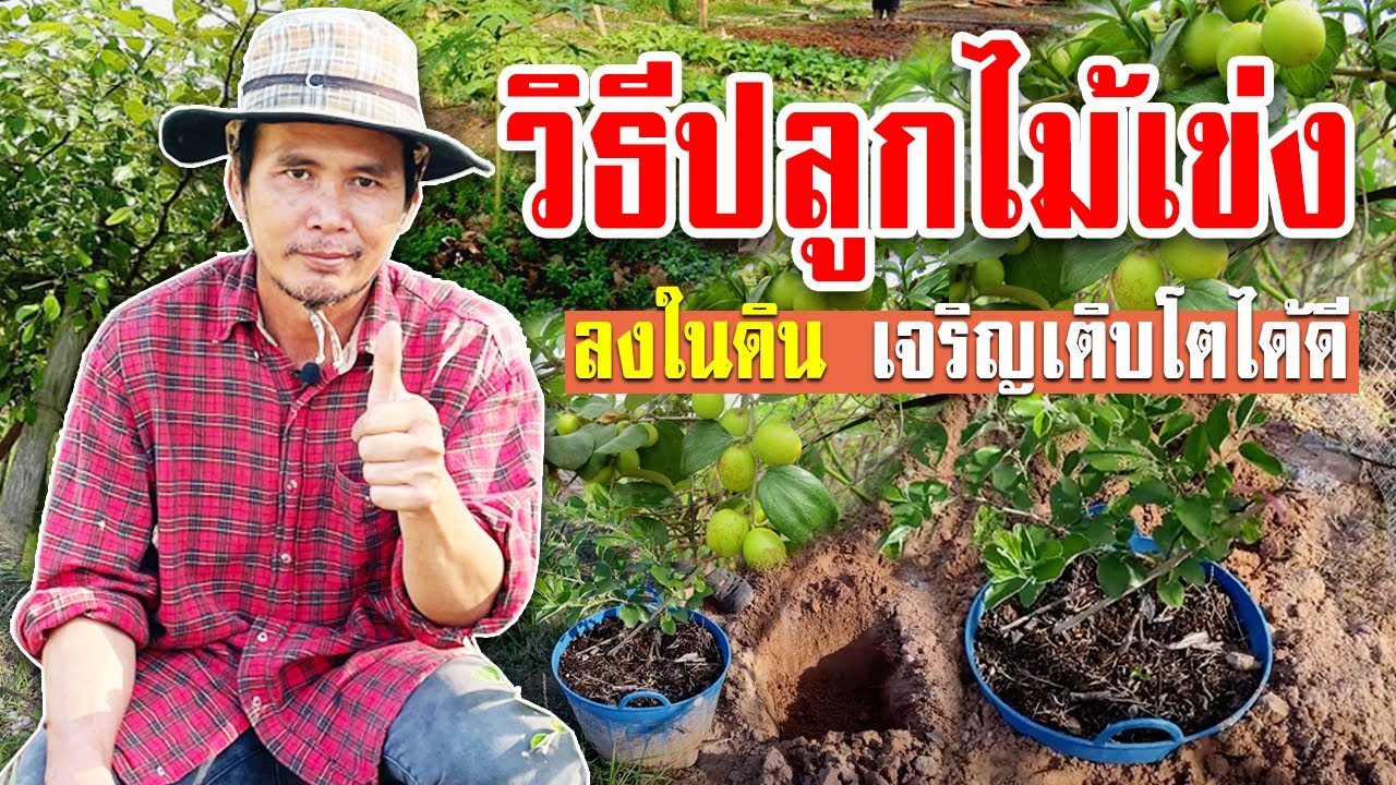 วิธีปลูกไม้เข่งลงในดิน