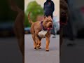 kya pitbull ko koi insaan hara sakta hai?💪👽 #pitbull #pitbull #shorts