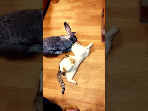 Видео: Любят ли кошки есть кроликов?