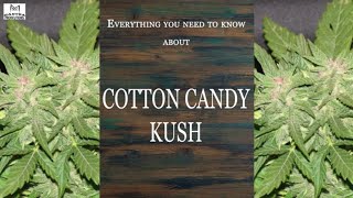Cotton Candy Kush | Best Buds Strain Spotlight