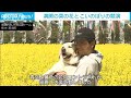 菜の花畑を泳ぐ500匹の鯉のぼり　那須の山々を背に悠々と　栃木(2024年5月4日)