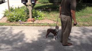 Boston Terrier  Coming When Called, Front Door and Leash Manners  Dog Training of Fort Myers