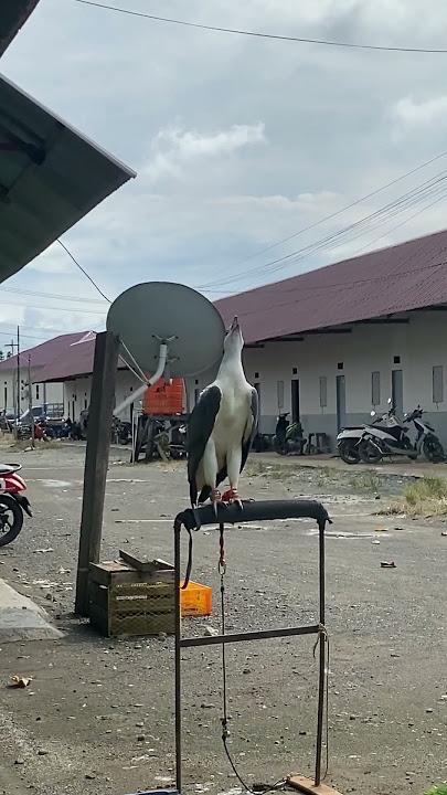 Suara elang laut dada putih atau wbse
