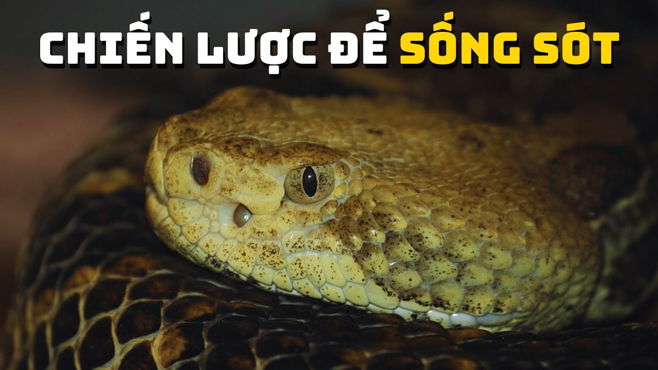 Bí Mật Sinh Tồn Của Loài Rắn | Khám Phá Thế Giới Động Vật Hoang Dã