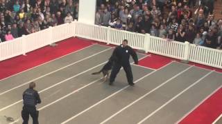 K9 demo 2