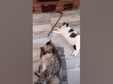 Смешные кошки #Тюлени ! # - YouTube