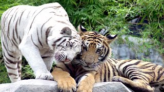 Live Tiger and White tiger cam. Zoo Live camera. Tiger. Animal cameras live stream.