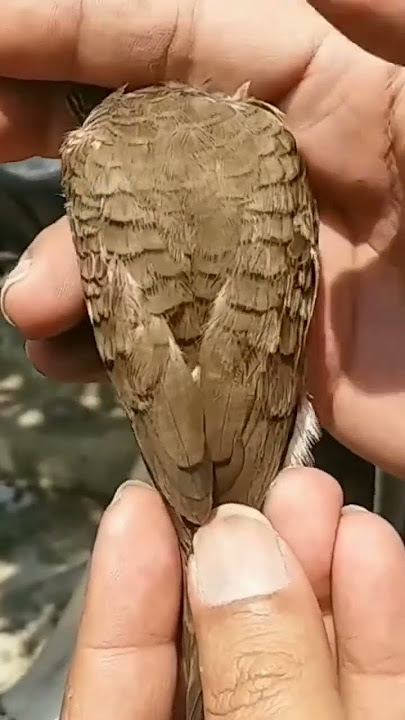 Burung perkutut katuranggan udan mas | burung yang banyak dicari pengusaha dan pedagang #shorts