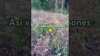 Asi Van Los Limonsitos