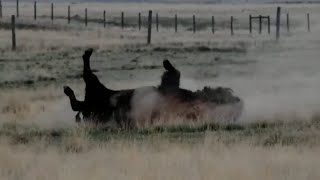 Bison enjoying spring at Bison Calving Plains - Grasslands National Park - explore.org