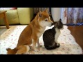 柴犬いちごと猫ミルキー Shiba Inu and Cat