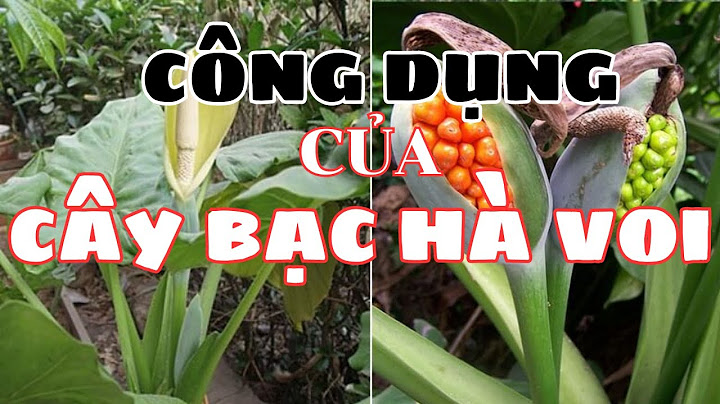 Cây bạc hà còn có tên gọi khác là gì