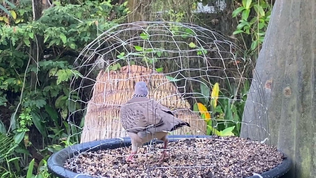 3 chú chim tập đất được giá siêu sinh viên alo 0981856785