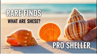 "I Found These on ONE Beach... (Shell Identification)"