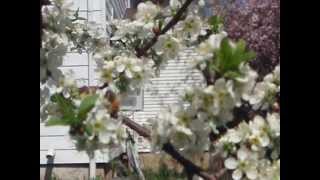 Honey Bee Pollinates Oka Cherry Plum Tree