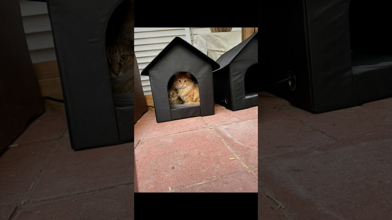 Stevie & Momo share a kitty-condo 🏠