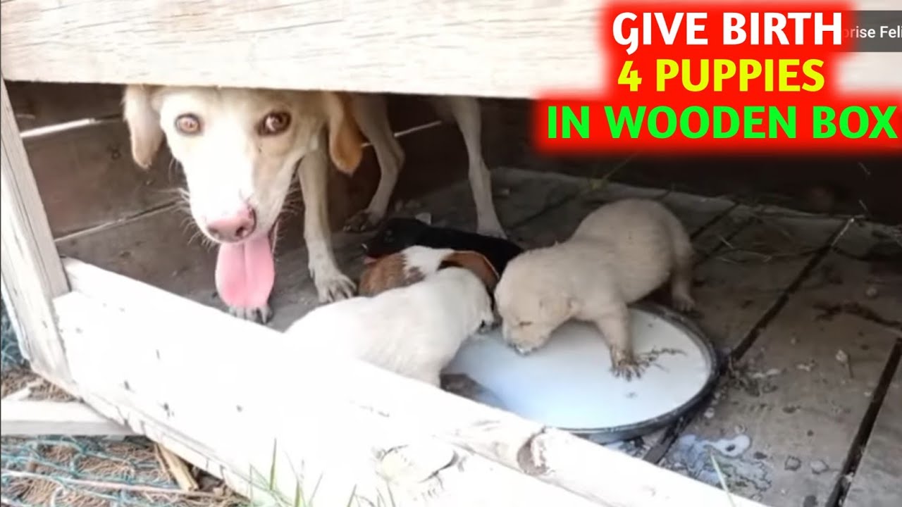 Stray Dog Mom Gives Birth to 5 Puppies in wooden box, Carefully ...